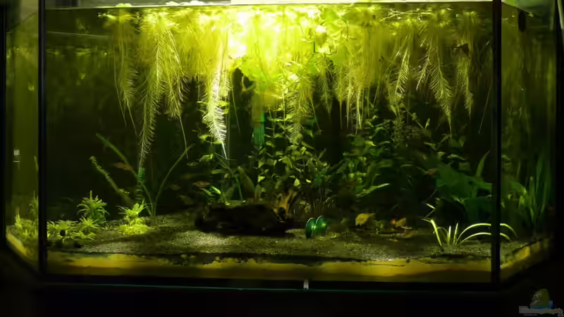 Aktuelles Foto vom 27.11.09 Aktuelles Foto vom 27.11.09