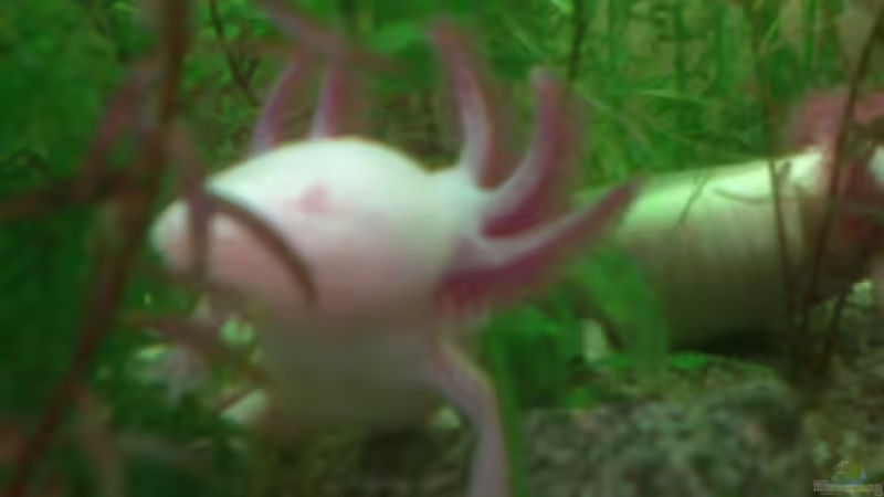 Albino Weibchen Albino Weibchen