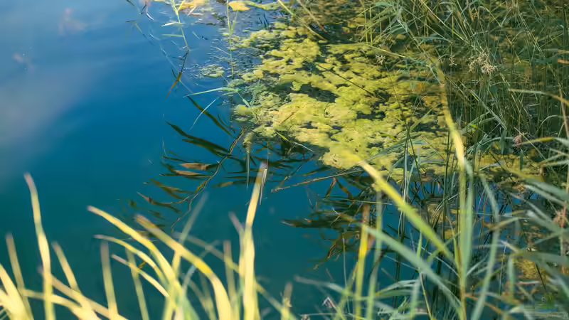 Algen im Teich abfischen: Was dabei zu beachten ist