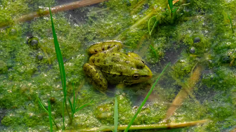 Algen im Teich bekämpfen oder das Problem verschärfen?