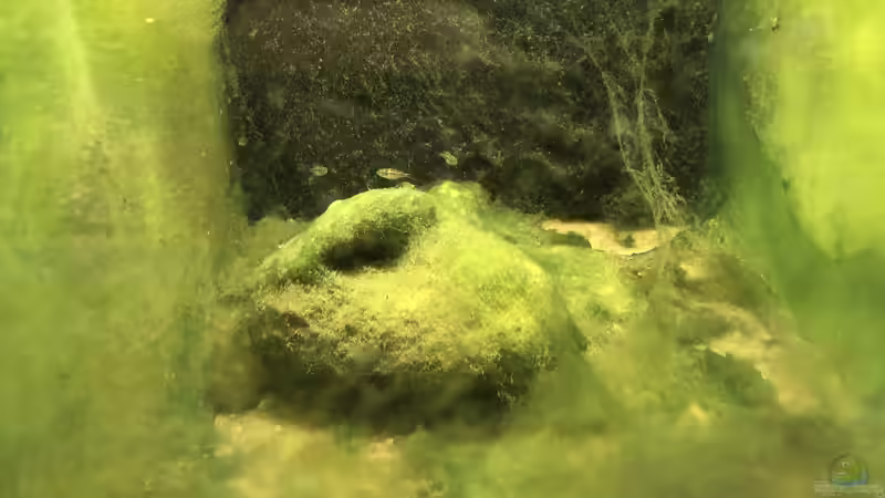 Algen sind etwas Wundervolles!!