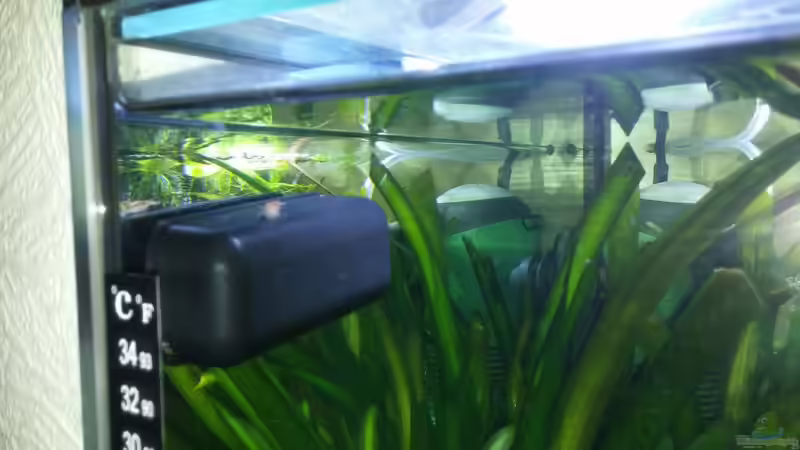 Thermometer im Aquarium verwenden (Einrichtungsbeispiele, die ein Thermometer verwenden)