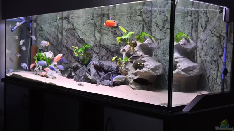 All for one Neu Jan 09 All for one Neu Jan 09