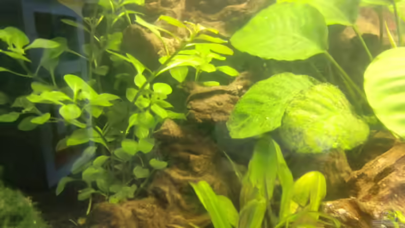 Alles grün Alles grün