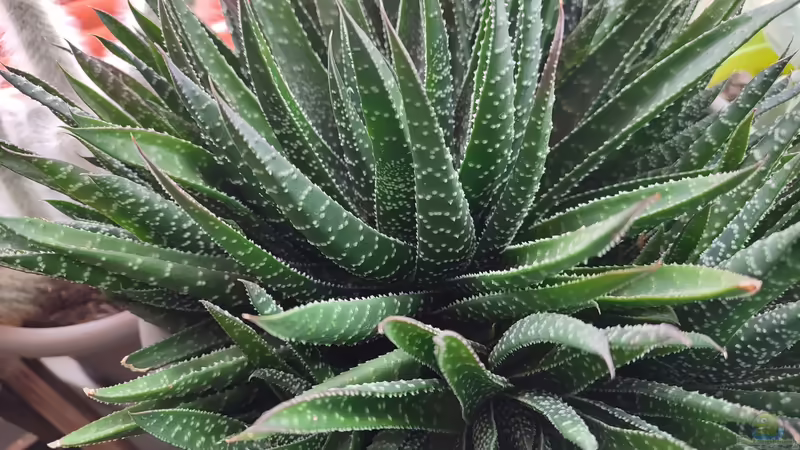 Aloe aristata / Grannen-Aloe