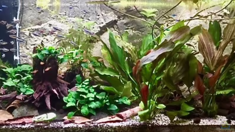 Along the wal Along the wal