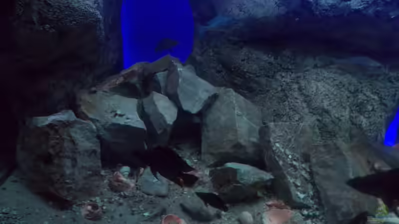 Aquarien mit Neolamprologus ventralis