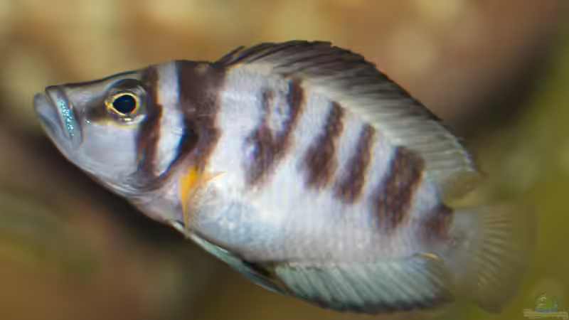 Aquarien mit Altolamprologus sp. "sumbu shell"