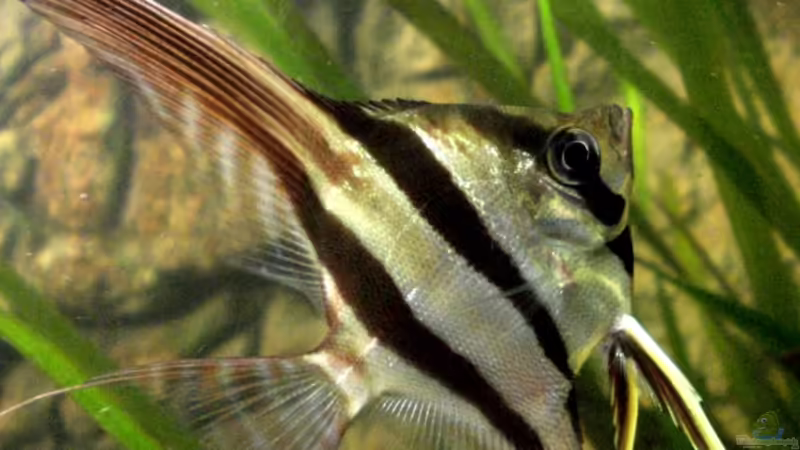 Altum-Aquarium Altum-Aquarium