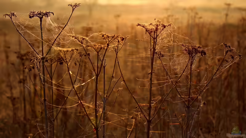 Altweibersommer: Das Phänomen der schwebenden Spinnfäden