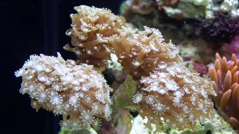 Alveopora tizardi im Aquarium halten (Einrichtungsbeispiele für Margeritenkoralle)