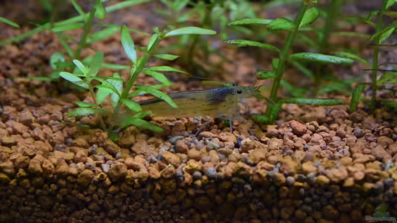 Rotala rotundifolia im Aquarium (Einrichtungsbeispiele mit Kleinblättrige Rotala)