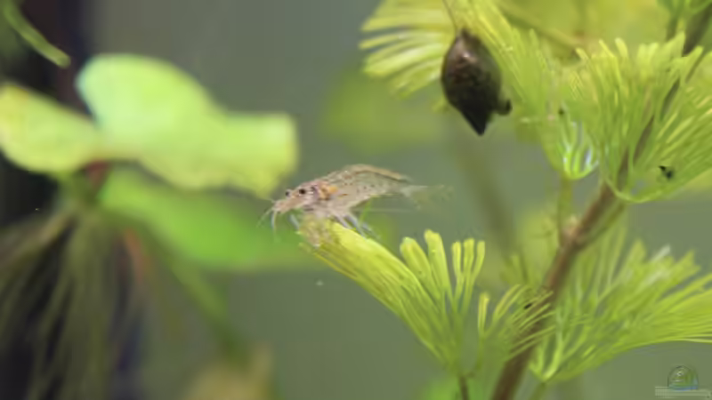 Einrichtungsbeispiele mit Amano-Garnelen (Caridina multidentata)