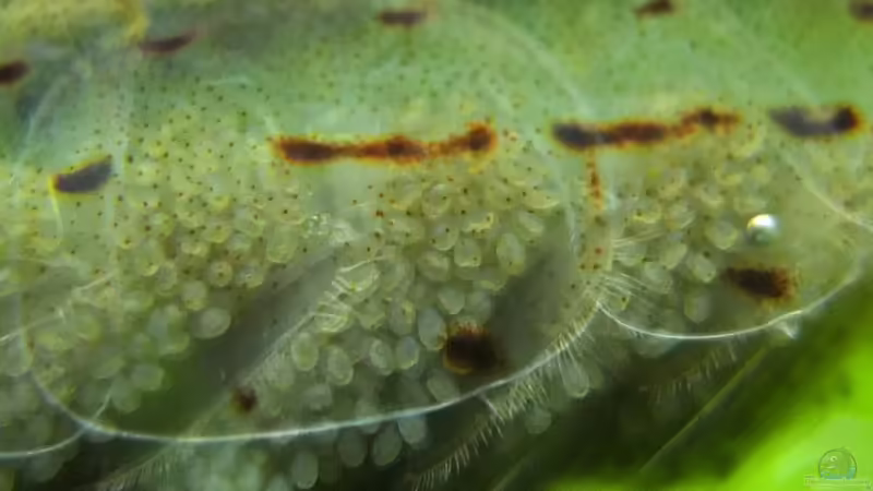 Einrichtungsbeispiele mit Amano-Garnelen (Caridina multidentata)