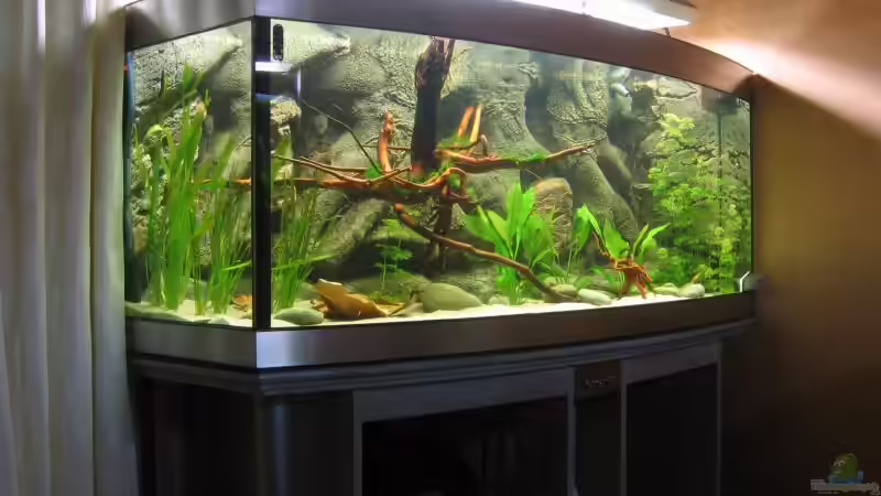 Amazona-Becken Amazona-Becken