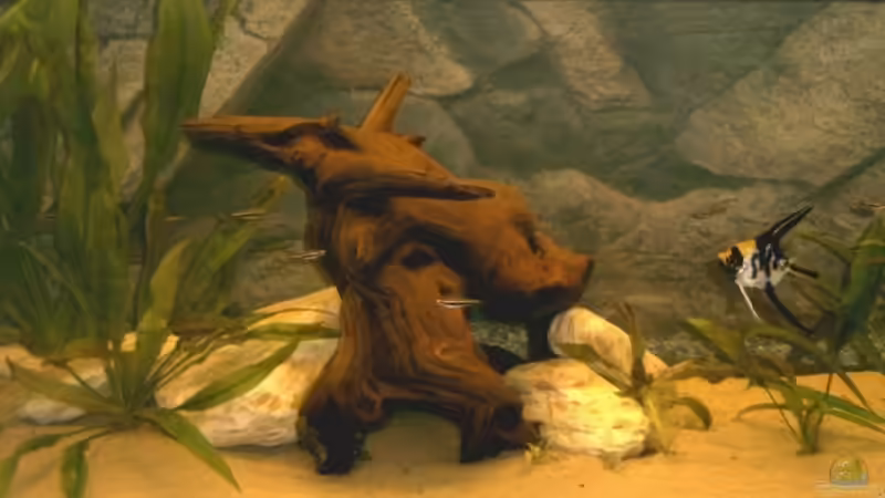 Amazonas-Becken Neueinrichtung 2010 Amazonas-Becken Neueinrichtung 2010