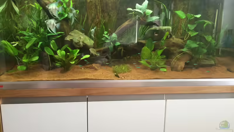 Amazonas-Becken Amazonas-Becken