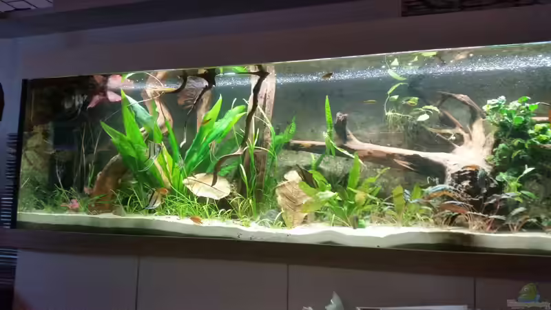 Amazonas Flusslauf Amazonas Flusslauf