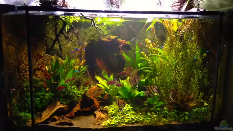 Amazonas in the Corner Amazonas in the Corner