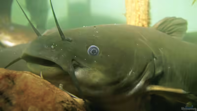 Amerikanischer Katzenwels: Wie die invasive Art die heimische Tierwelt bedroht