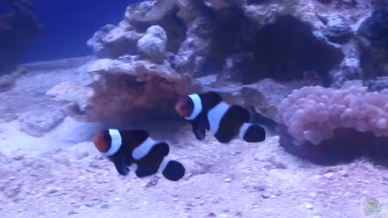Aquarien mit Amphiprion ocellaris black (Clown-Anemonenfisch)