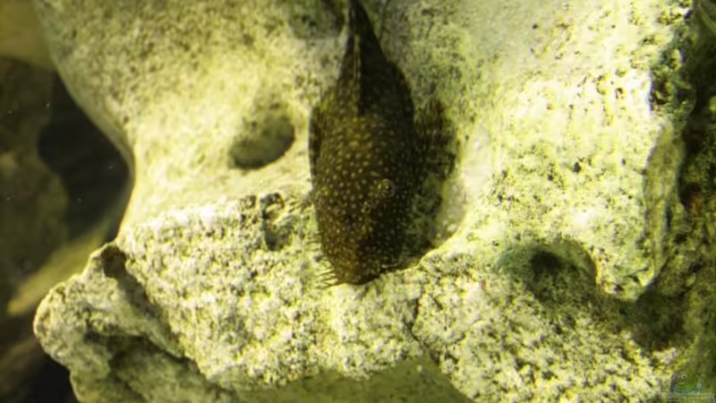 Ancistrus pirareta im Aquarium halten (Einrichtungsbeispiele für Pirareta Antennenwelse)