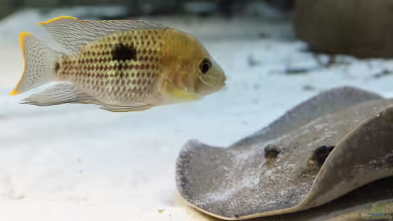 Aquarien mit Potamotrygon reticulatus (Colombia-Rochen)