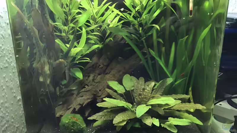 Ansicht Zerrggarnelenbecken Ansicht Zerrggarnelenbecken