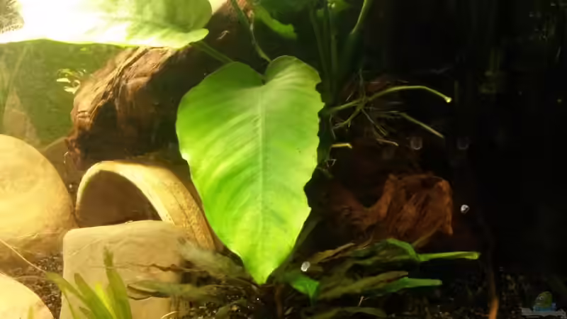 Walkers Wasserkelch im Aquarium pflegen (Einrichtungsbeispiele für Cryptocoryne walkeri)