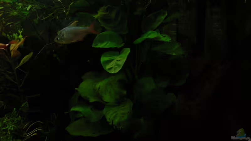 Anubias heterophylla im Aquarium pflanzen (Einrichtungsbeispiele mit Verschiedenblättriges Speerblatt)