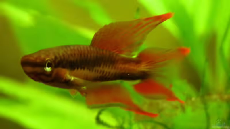 Aphyosemion bivittatum im Aquarium halten (Einrichtungsbeispiele für Vielfarbiger Prachtkärpfling)