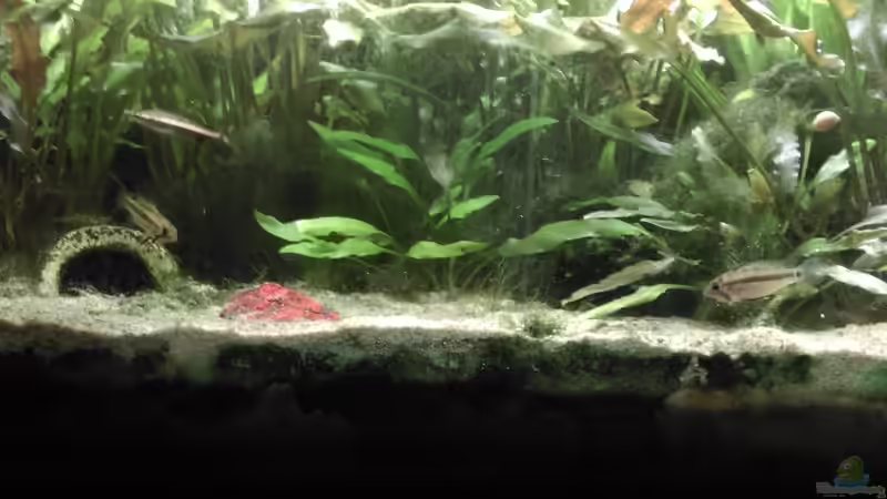 Apistogramma allpahuayo im Aquarium halten (Einrichtungsbeispiele für Schwarzkinn-Zwergbuntbarsche)