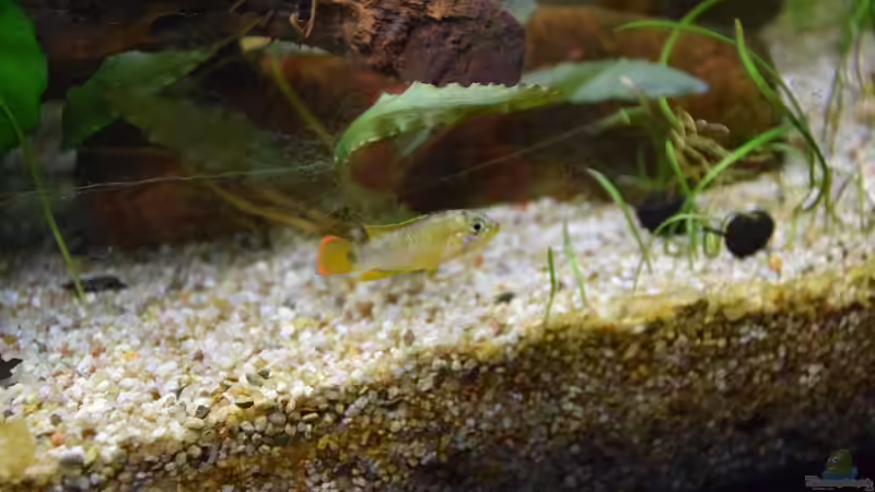 Einrichtungsbeispiele für die Haltung von Apistogramma nijsseni (Panda-Zwergbuntbarsch) im Aquarium