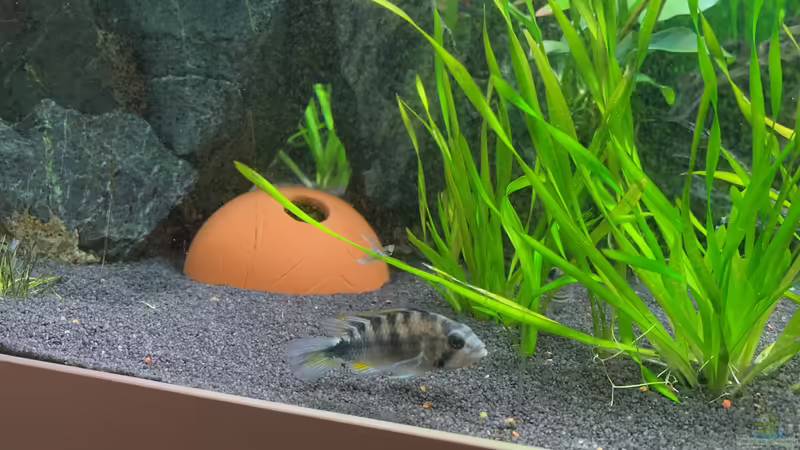 Apistogramma rositae im Aquarium halten (Einrichtungsbeispiele für Apistogramma sp. Harlekin)