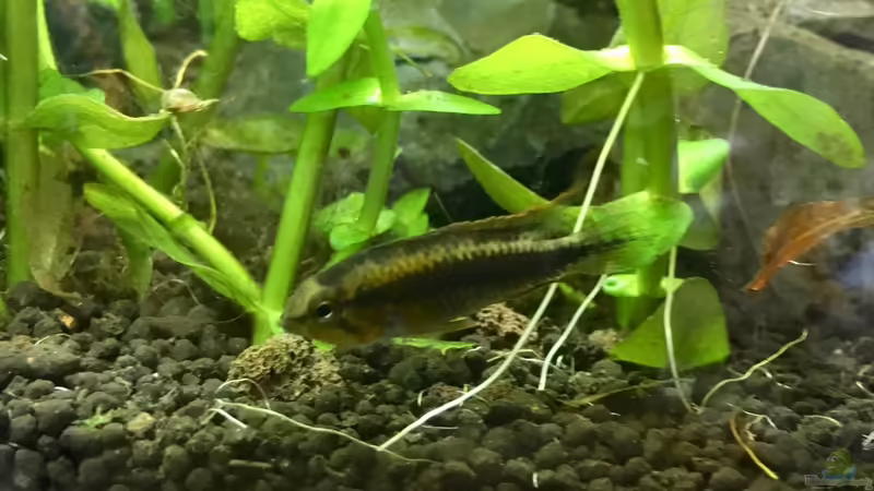 Apistogramma sp. Wilhelmi im Aquarium halten (Einrichtungsbeispiele für Wilhelmi-Zwergbuntbarsch)
