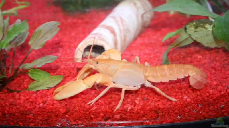Cherax holthuisi im Aquarium halten (Einrichtungsbeispiele für Aprikosenkrebs)
