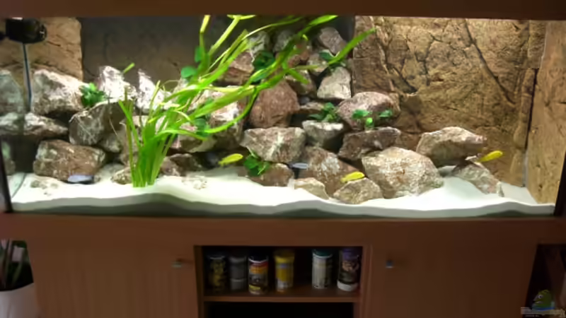 AQ mit Steinaufbauten, Fischen & Pflanzen vom 18.07.09 AQ mit Steinaufbauten, Fischen & Pflanzen vom 18.07.09