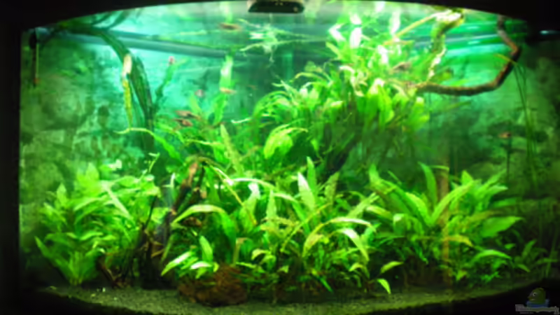 Aqua- Asia Aqua- Asia