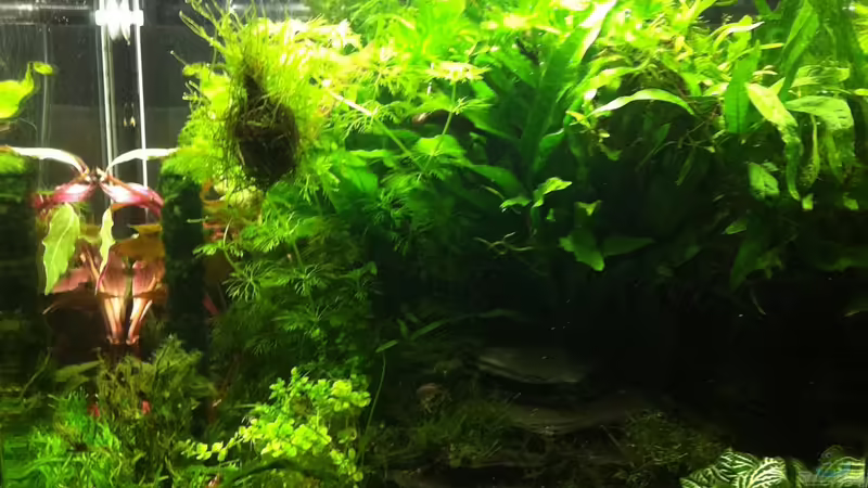 Aqua Kleinod Aqua Kleinod