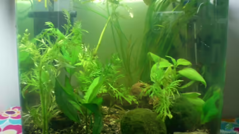 Aqua Qube 25 Aqua Qube 25