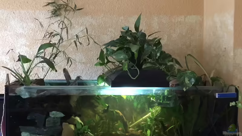 Aqua Stone Art Strömungsbecken Aqua Stone Art Strömungsbecken