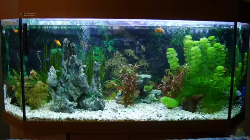 Aquarien Anischt von vorne (Jedoch veraltet ^^) Aquarien Anischt von vorne (Jedoch veraltet ^^)