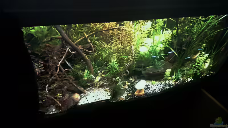 Aquarium: Hauptansicht vom Tropenjuwel Aquarium: Hauptansicht vom Tropenjuwel