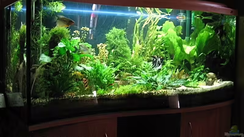 Aquarium - Welle Aquarium - Welle