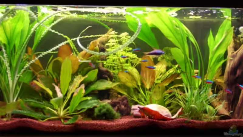 Aquarium 1 Aquarium 1