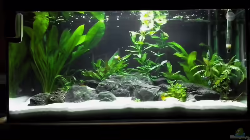 Aquarium 12.9.15 Aquarium 12.9.15