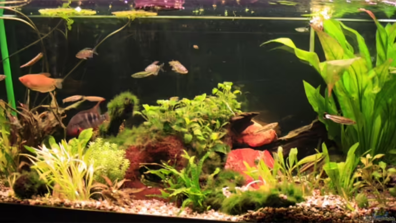 Aquarium 240l Aquarium 240l