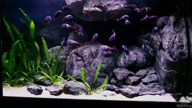 Aquarium 29.12.2009 Aquarium 29.12.2009