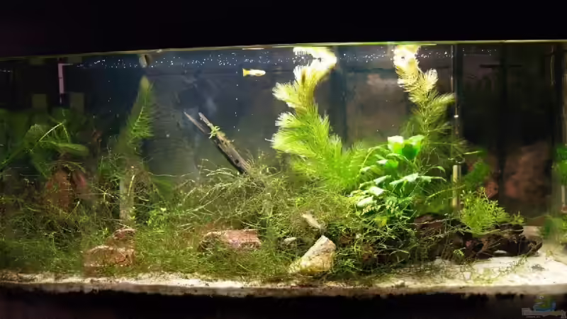 Aquarium 60l meist bedeutend mehr zugewachsen Aquarium 60l meist bedeutend mehr zugewachsen