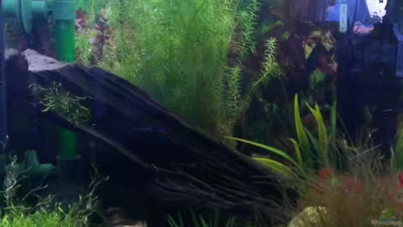 Aquarium aktuell 31.10.2013 Aquarium aktuell 31.10.2013